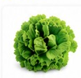 Lechuga Crespa